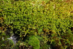 Antitrichia curtipendula