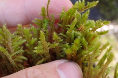 Antitrichia curtipendula