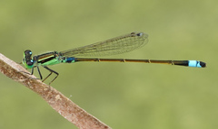 Ischnura senegalensis
