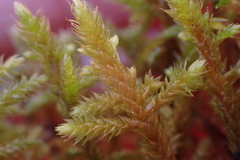 Antitrichia curtipendula