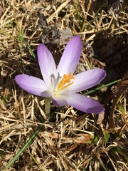 Crocus