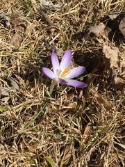 Crocus