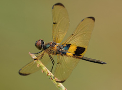Rhyothemis phyllis