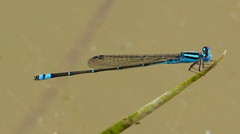Pseudagrion microcephalum