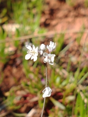 Thysanocarpus curvipes