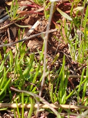 Thysanocarpus curvipes