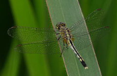 Diplacodes trivialis