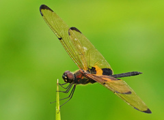 Rhyothemis phyllis