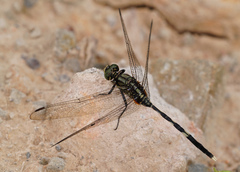 Orthetrum sabina