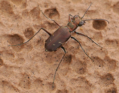 Cicindelina