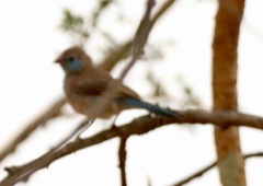 Uraeginthus bengalus