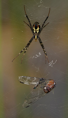 Anisoptera