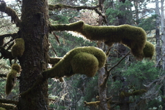 Antitrichia curtipendula