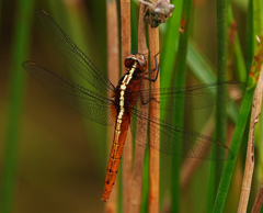 Rhodothemis rufa