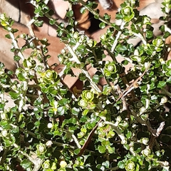 Ozothamnus obcordatus