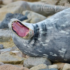 Leptonychotes weddellii