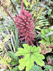 Gunnera insignis
