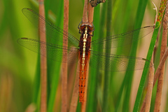 Rhodothemis rufa