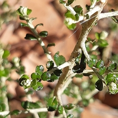 Ozothamnus obcordatus