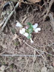 Cardamine douglassii