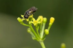 Hylaeus