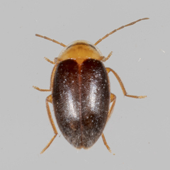 Sacodes pulchella