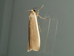 Palaeosia bicosta