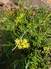 Lomatium utriculatum