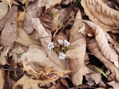 Erigenia bulbosa