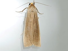 Palaeosia bicosta