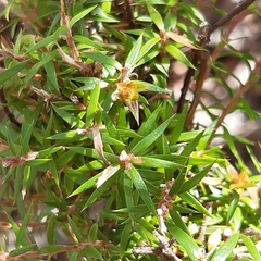 Pultenaea juniperina