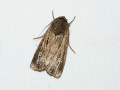Agrotis infusa