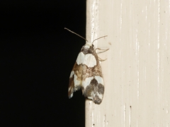 Thallarcha phalarota