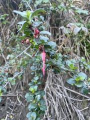 Ribes speciosum