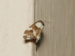 Thallarcha phalarota