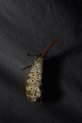 Pyrops oculatus