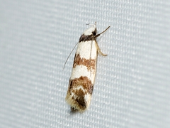 Chezala brachypepla