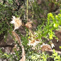 Olearia ramulosa