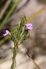 Hemigenia purpurea