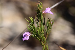 Hemigenia purpurea