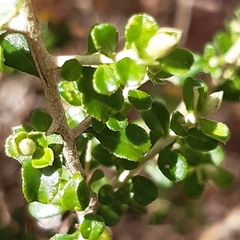 Ozothamnus obcordatus