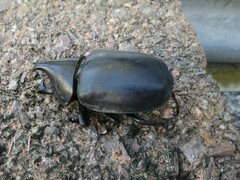 Xylotrupes australicus