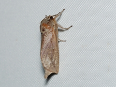 Elhamma australasiae