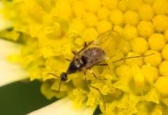 Diptera