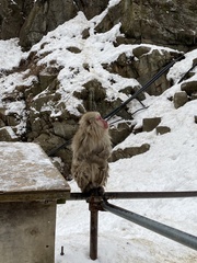 Macaca fuscata fuscata
