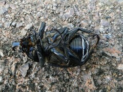 Xylotrupes australicus