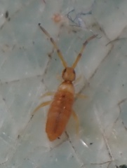 Entomobrya atrocincta