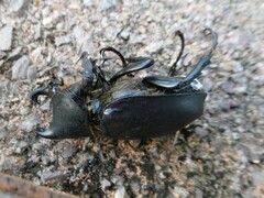 Xylotrupes australicus