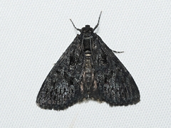 Stericta carbonalis