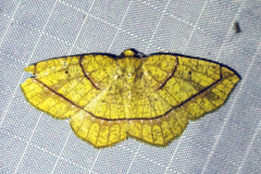 Periclina syctaria